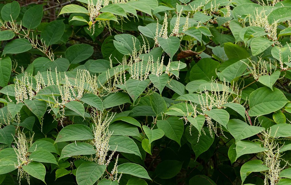Japaneese knotweed